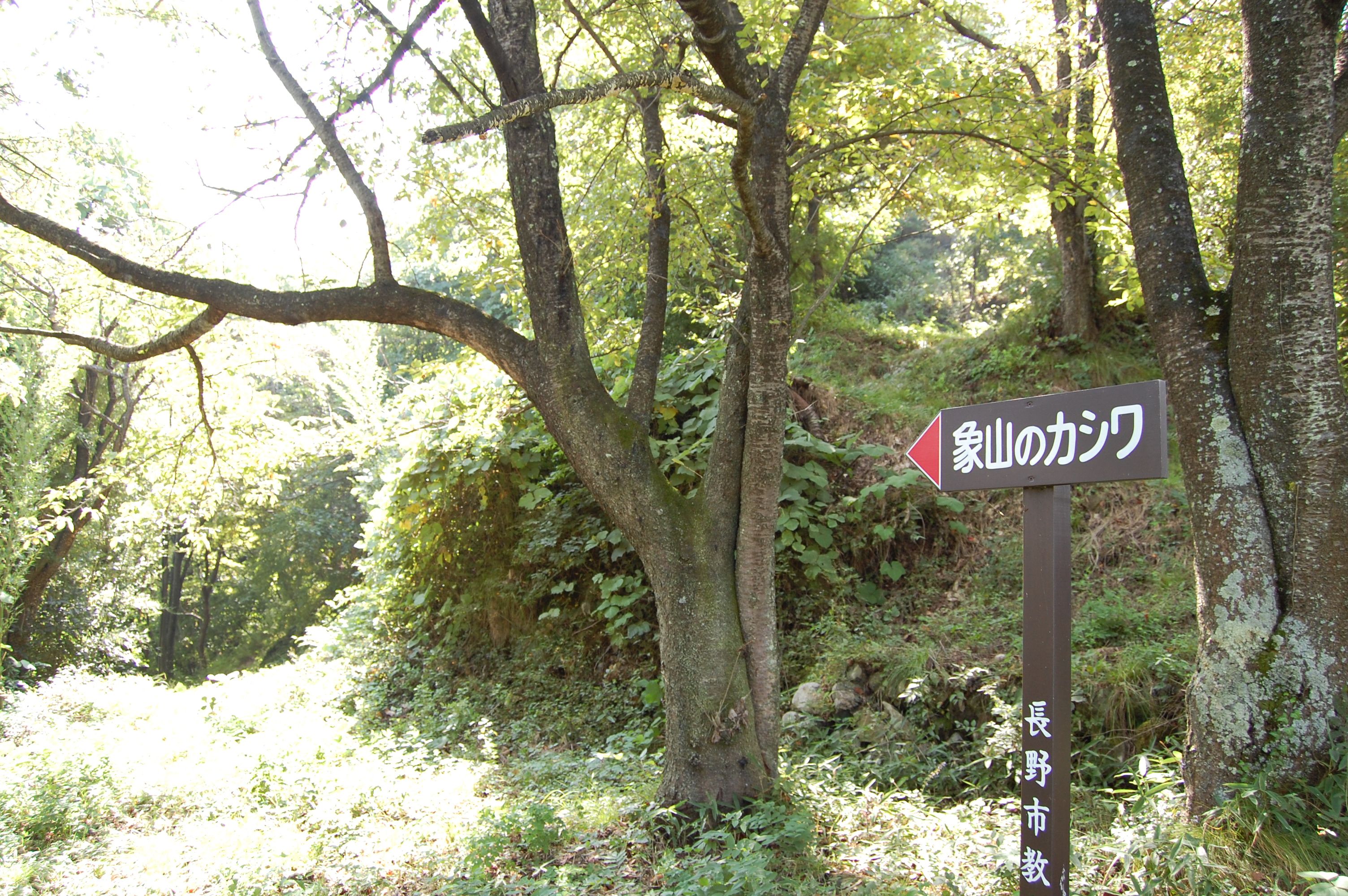 Mt. Zozan
